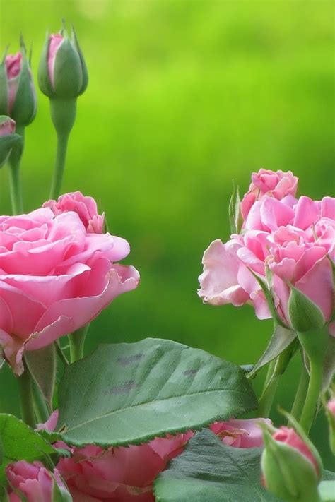 Find & download free graphic resources for pink background. Cute Pink Flowers Wallpaper - WallpaperSafari