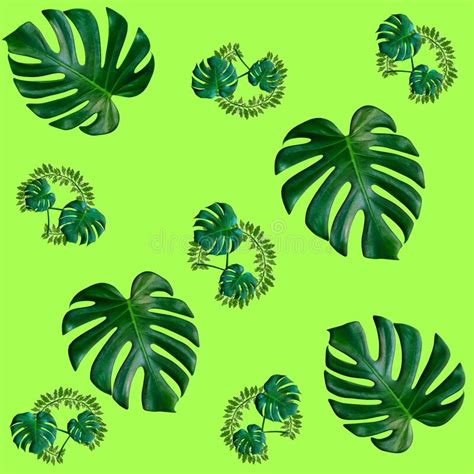 Green Palm Leaves Pattern For Nature Concepttropical Leaf On Green