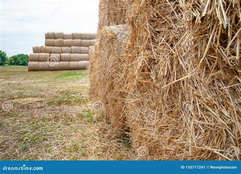 Stack Hay Closeup Hay Bales Are Stacked In Stacks Stock Image Image