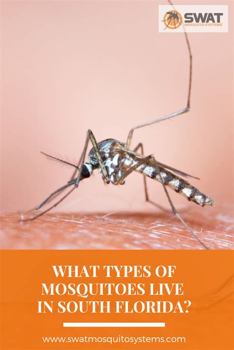 What Types Of Mosquitoes Live In South Florida South Florida