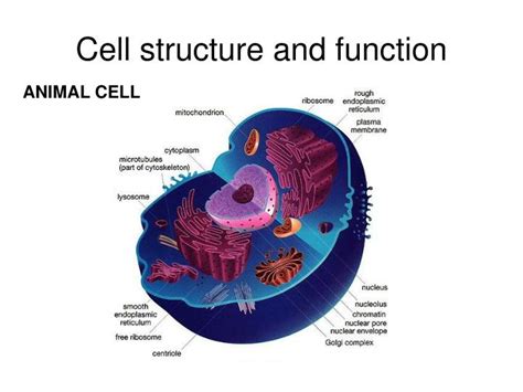 Ppt 21 A Background To Cell Structure Powerpoint Presentation Id