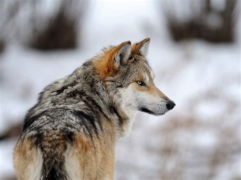 Court Settlement Provides Hope For Mexican Gray Wolves Earthjustice