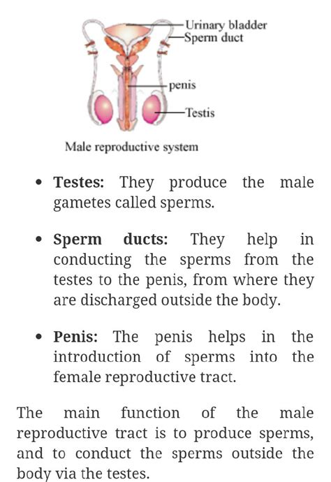 Reproductive System Male And Female Function