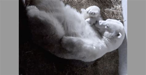 Two Polar Bear Cubs Were Born 15 Days Apart At This Quebec