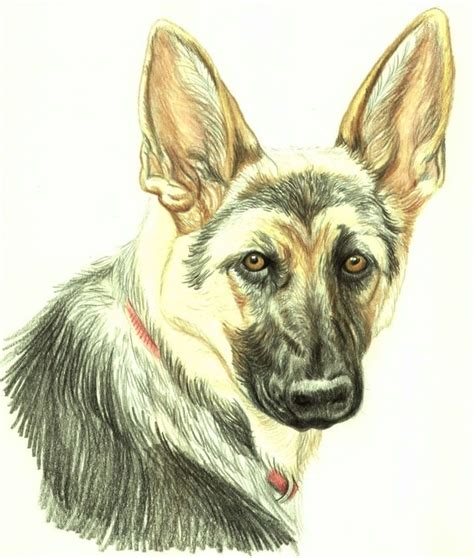 He doesn't really look like a german shepherd yet, but once we put in the dark colours, it'll i hope you have enjoyed the above process of how to draw a cartoon german shepherd. How to Draw a German Shepherd in Colored Pencil | Dog ...