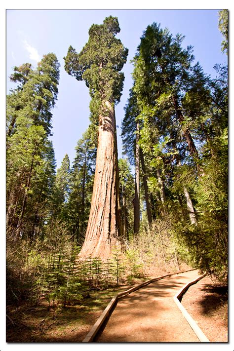 In addition to the giant trees, you will find the stanislaus river, beaver. Calaveras Big Trees SP