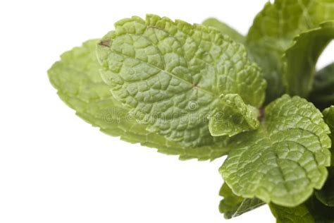 Sprig Of Mint Stock Photo Image Of Healthy Closeup 58807374