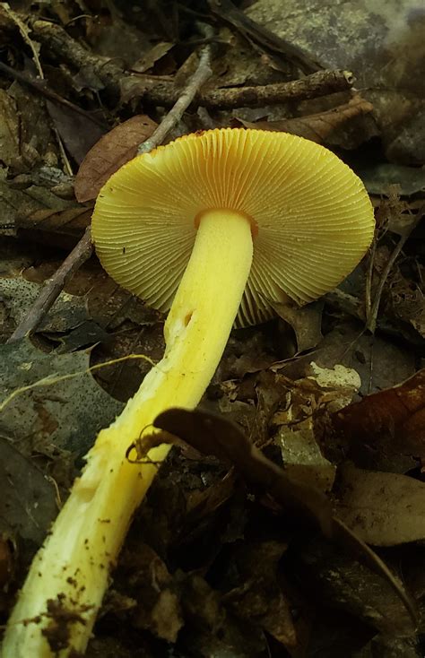 Maryland Biodiversity Project American Caesars Amanita Amanita