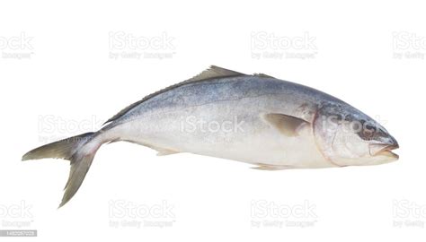 Yellowtail Amberjack Fish Isolated Stock Photo Download Image Now