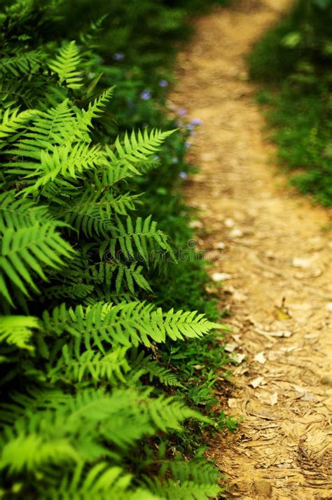 Fern Bed Path In Forest Nature Stock Image Image Of Selective Green