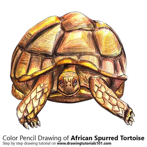 Download how to draw animals pencil drawings step by step book 4 10 simple animals drawing for read full ebook. African Spurred Tortoise Colored Pencils - Drawing African ...