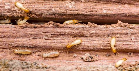 understanding the importance of termite inspections the best pest control solutions