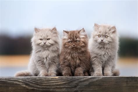 Browse photos and descriptions of 1000 of california british shorthair kittens of many breeds available right now! How to Take Care of Your British Longhair Cat - MyStart