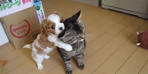 Puppy Attacks Worlds Most Patient Cat Huffpost Uk