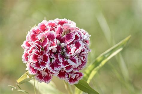 Growing Sweet William Blossoms An Edible And Ornamental Flower To Gro