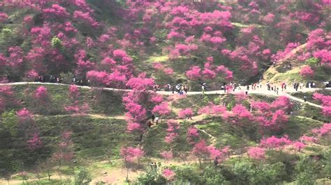 修行是為了養性 切勿亂性 修持為的是成材 而非成仙 神可信 不可迷 人可高 不可傲 台中大坑濁水巷櫻花_對面山拍全景1 - YouTube