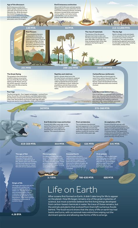 Timeline Of Life On Earth Diagram