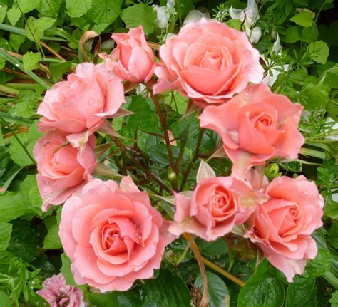 Daniels Pacific Nw Garden Roses In Bloom