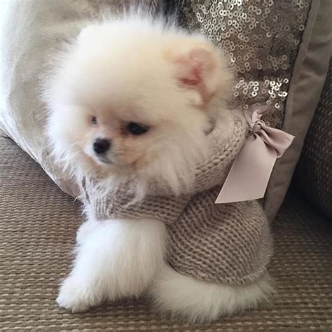 Pomeranian Little Lady Tap The Pin For The Most Adorable Pawtastic