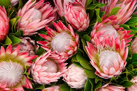 Add The Protea Flower To Your Garden For A Unique Touch Floraqueen