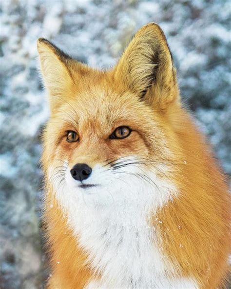 The Beauty Of Wildlife With Images Fox Fox Images Animals Beautiful