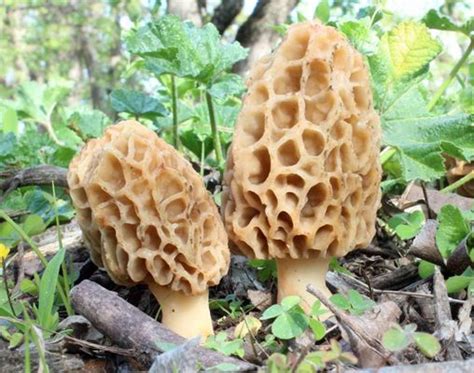 Morchella americana | Wild mushrooms, Stuffed mushrooms, Morels