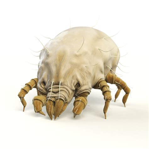 Dust Mite Control And Treatments For The Home