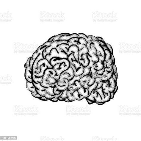 Brain Hand Drawing Isolated Brains Engraving Vector Illustration Stock