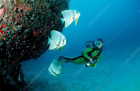 Diver And Batfish Stock Image C0317433 Science Photo Library