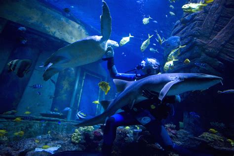 Der Mit Dem Hai Kuschelt Ungewöhnliche Liebe Zwischen Tauchleher Und