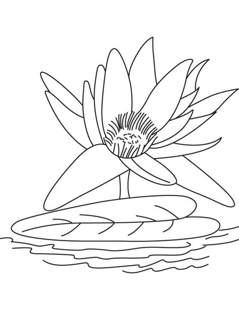 Coloring Pages Of Water Lilies Water Lily Coloring Pages Download