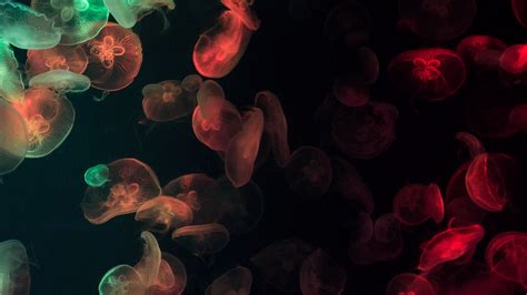 Download Wallpaper 3840x2160 Jellyfish Underwater Glow Colorful