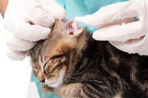 Ear mites in your cat or dog's ears today's most common ear mite is an eight legged parasite known as otodectes cynotis that feeds on the how to tell the difference between ear mites and yeast ? Talking To Your Vet Can Help You To Get Rid Of Ear Mites ...