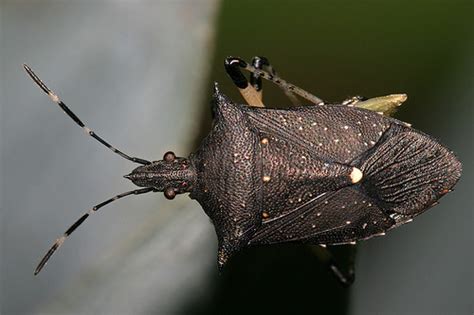 How To Identify The Real Pest Stink Bug Lady Bug Or Lady Beetle