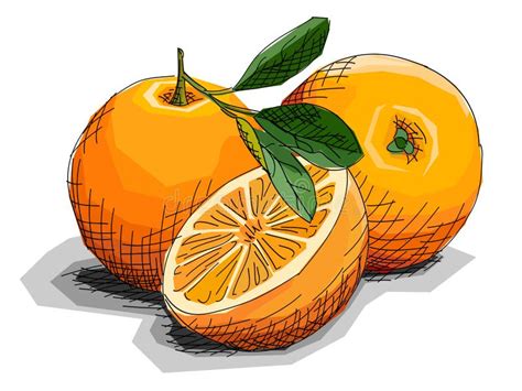 Illustration De Vecteur Des Oranges De Fruit De Dessin Illustration De