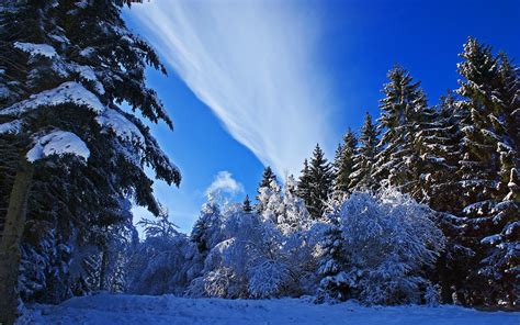 3840x2400 Winter Forest Snow Uhd 4k 3840x2400 Resolution