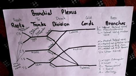 How To Draw Brachial Plexus Easy