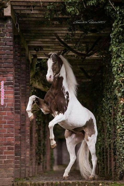 Stunning Equines Pinterest Horses Beautiful Horses And Pretty