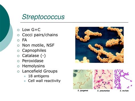 Ppt Streptococcus Powerpoint Presentation Free Download Id 765884