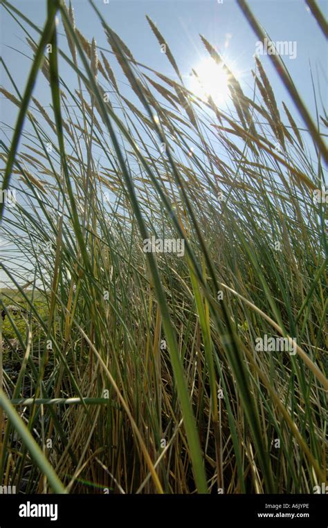Beach Grass European Beachgrass Marram Grass Psamma Sea Sand Reed Ammophila Arenaria