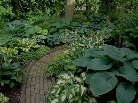Best Time To Plant Hostas Hosta Gardens Shade Garden Garden Types
