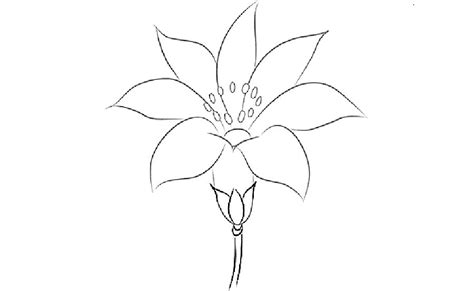 Mengenal Cara Mewarnai Gambar Bunga Lily Yang Mudah Dan Menyenangkan