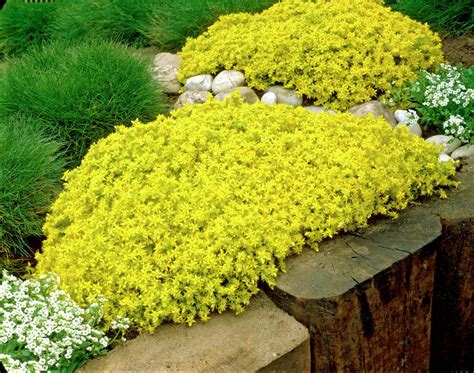 50pcs Sedum Acre Golden Carpet Yellow Stonecrop Ground Cover Flower