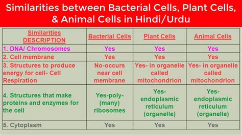 Maybe you would like to learn more about one of these? Similarities between Bacterial Cells, Plant Cells, and ...
