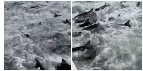 The New Sharknado Movie Looks Lit Venice Louisiana Shark Feeding
