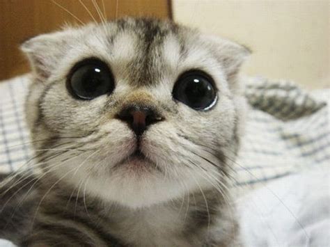 2 Cute Animal Pics Cute Kitty Cat With Huge Eyes