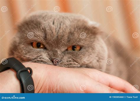 Funny Grey Cat With Yellow Eyes And A Toy Stock Photo Image Of Tongue