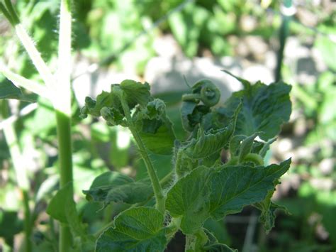 Tomato Leaves New Growth Is Curling Over Butterflies Tomatoes Worms