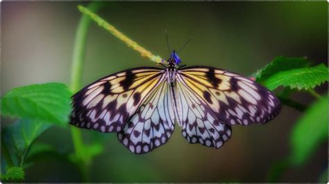 Vanessa means queen of the butterflies i took these pictures in magdeburg while visiting my best friend eliniichan #magdeburg #schmetterlingshaus #schmetterling #butterfly. Schmetterling im Schmetterlingshaus Foto & Bild ...