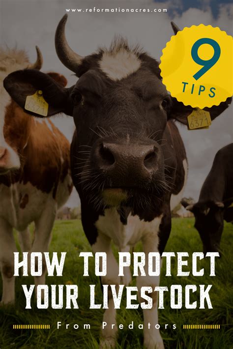 9 Tips On How To Protect Your Livestock From Predators Artofit